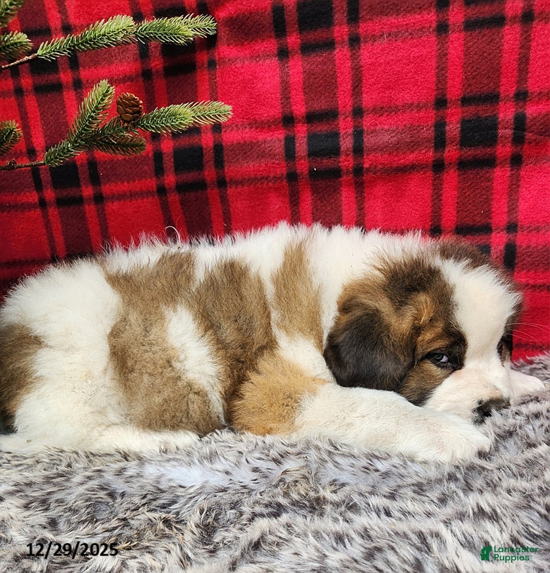 Saint Bernard dogs for sale: Dugen - Ad 2
