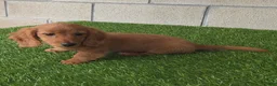 Miniature Dachshund dogs for sale: Sally - Ad 4