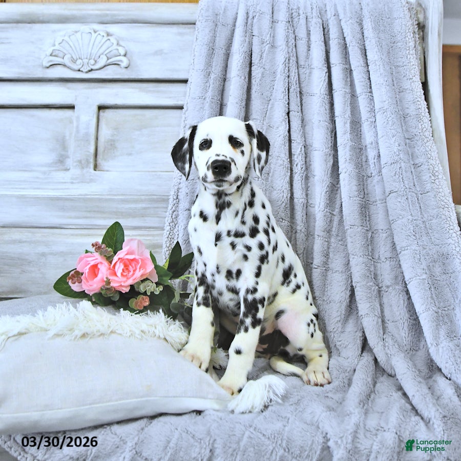 Dalmatian dogs Daisy - Ad 2