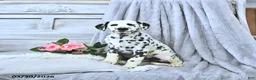 Dalmatian dogs for sale: Daisy - Ad 2
