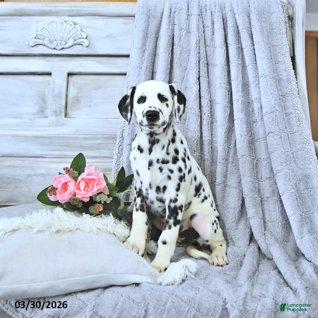 Dalmatian dogs for sale: Daisy - Ad 2