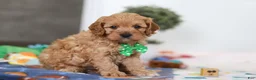 Cavapoo dogs for sale: Lincoln - Ad 3