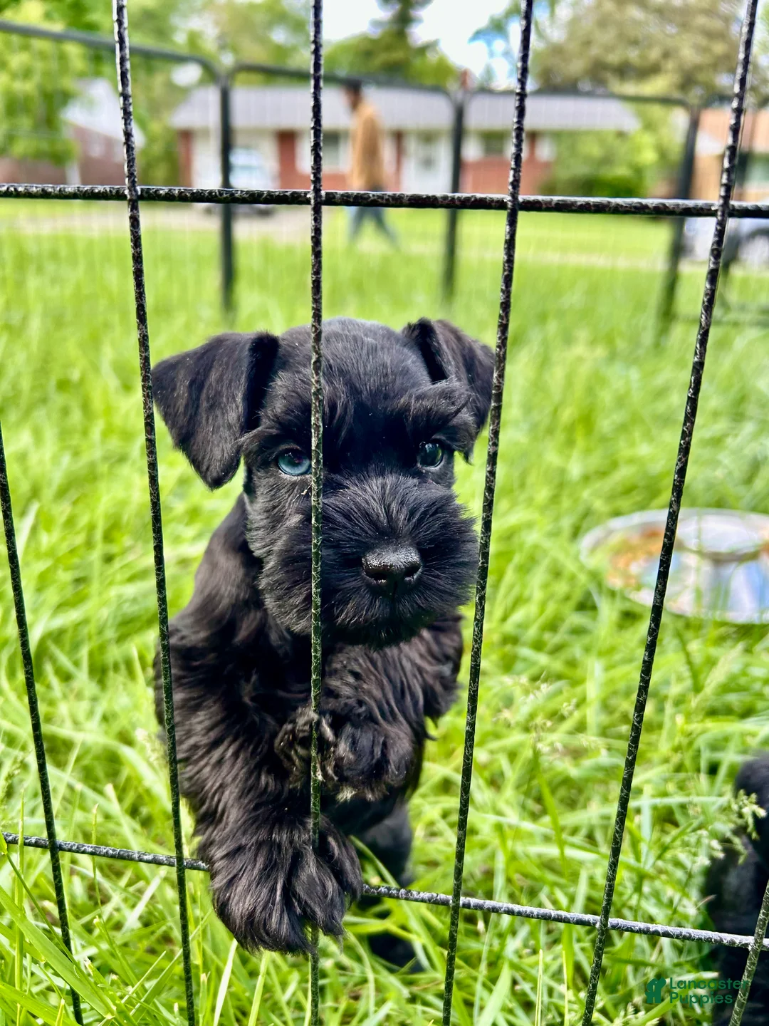 Miniature Schnauzer dogs for sale: "Tigger" - Ad 2