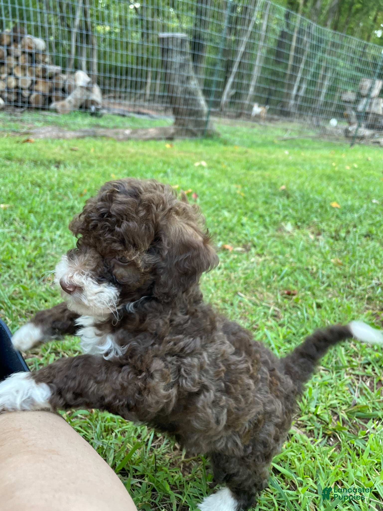 Mini Aussiedoodle dogs Chocolate  - Ad 1