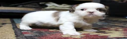 Shih Tzu dogs for sale: Spot - Ad 10