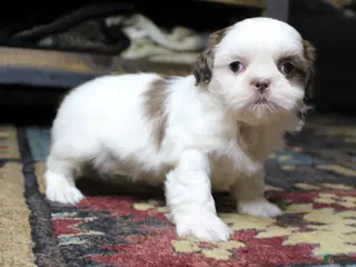 Shih Tzu dogs Spot - Ad 4