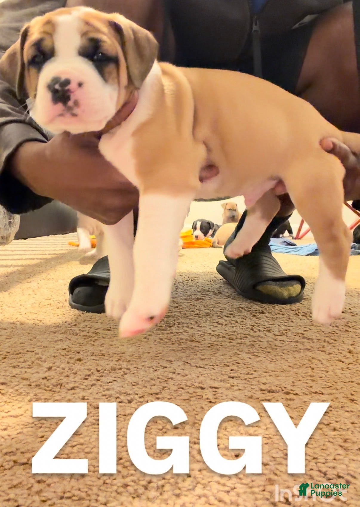 Mixed Breed dogs for sale: Mixed Breed Puppy 1 - Ad 3