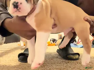 Mixed Breed dogs Mixed Breed Puppy 1 - Ad 2