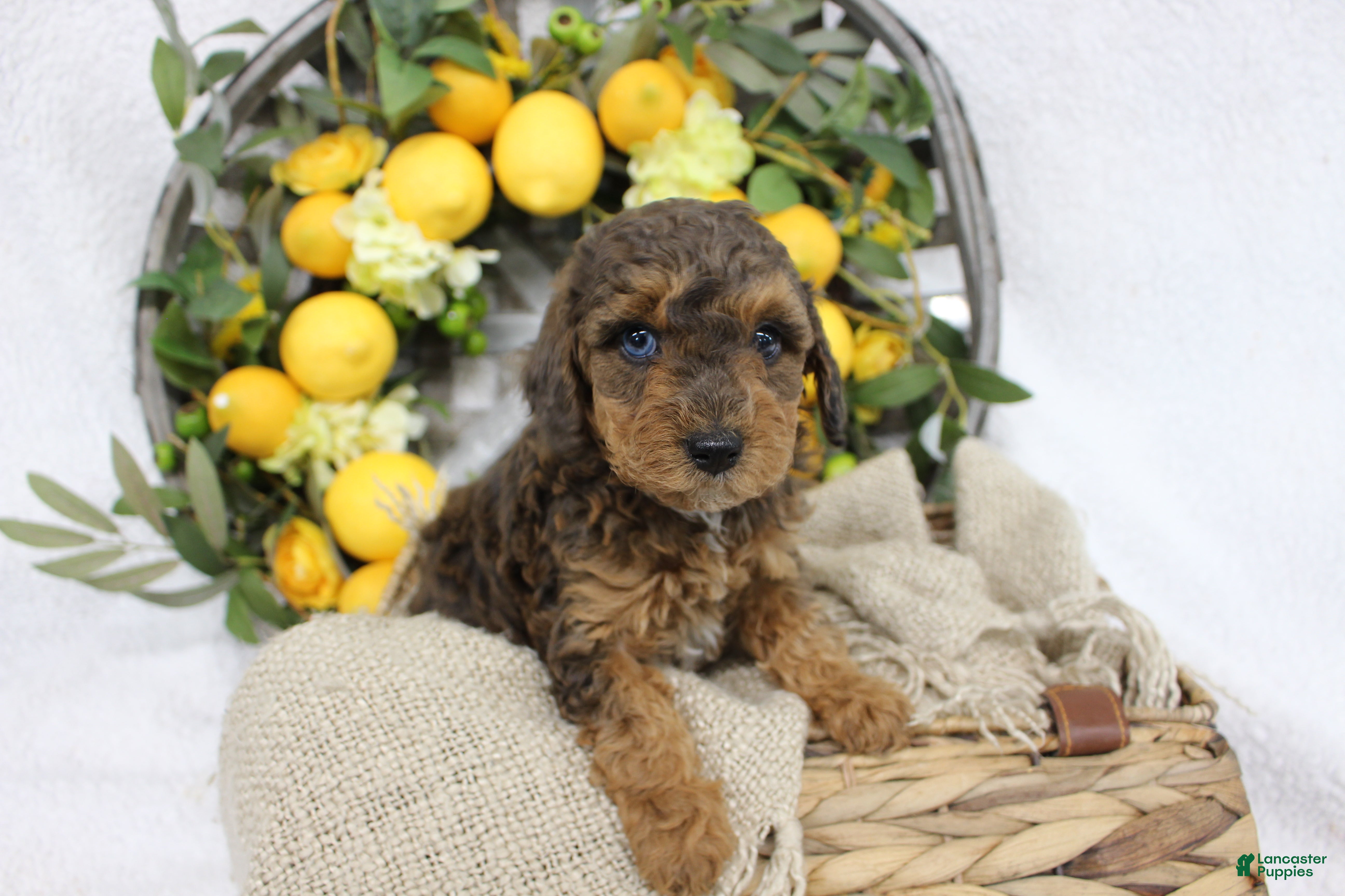 Mini Aussiedoodle dogs Birdie- F1B Mini AussieDoodle Girl in NC- Brown Phantom - Ad 1