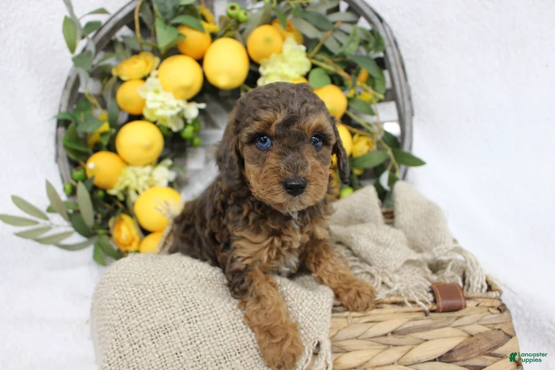Mini Aussiedoodle dogs for sale: Birdie- F1B Mini AussieDoodle Girl in NC- Brown Phantom - Ad 1
