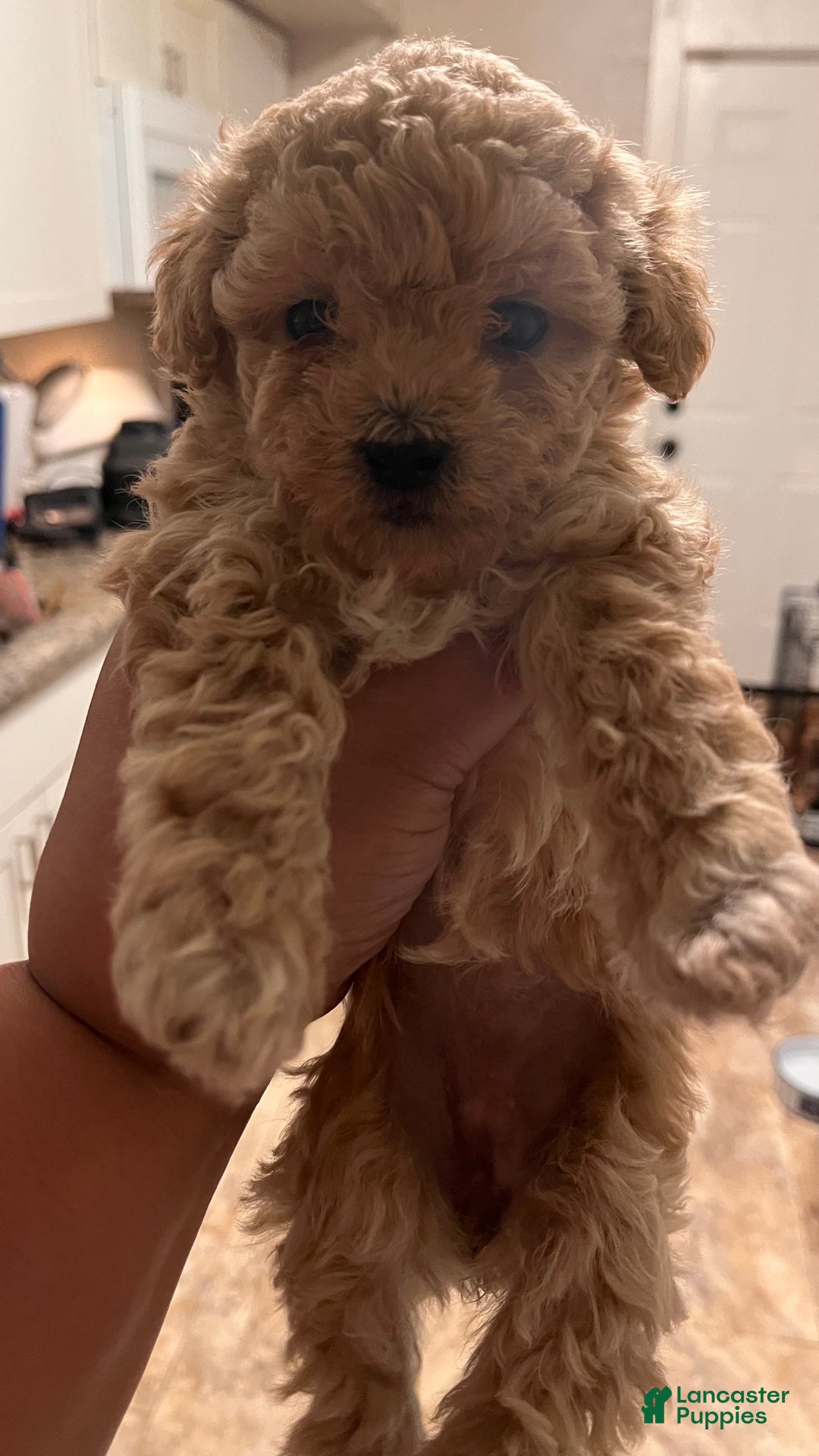 Bichpoo dogs for sale: Benji - Ad 4