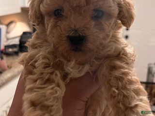 Bichpoo dogs Benji - Ad 32