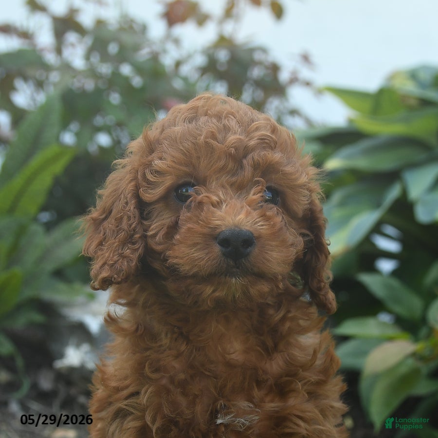 Mini Goldendoodle dogs Nellie - Ad 2