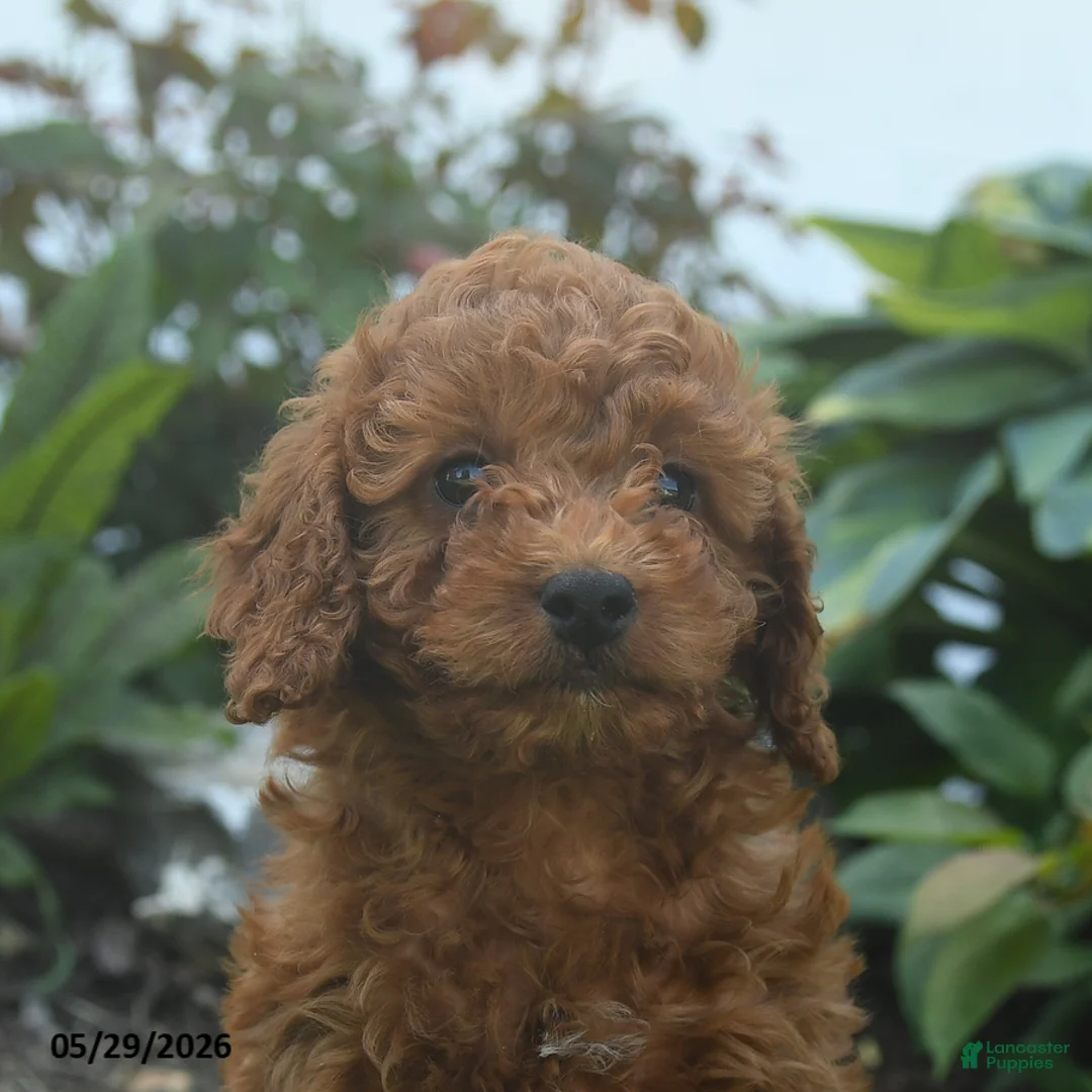 Mini Goldendoodle dogs for sale: Nellie - Ad 2
