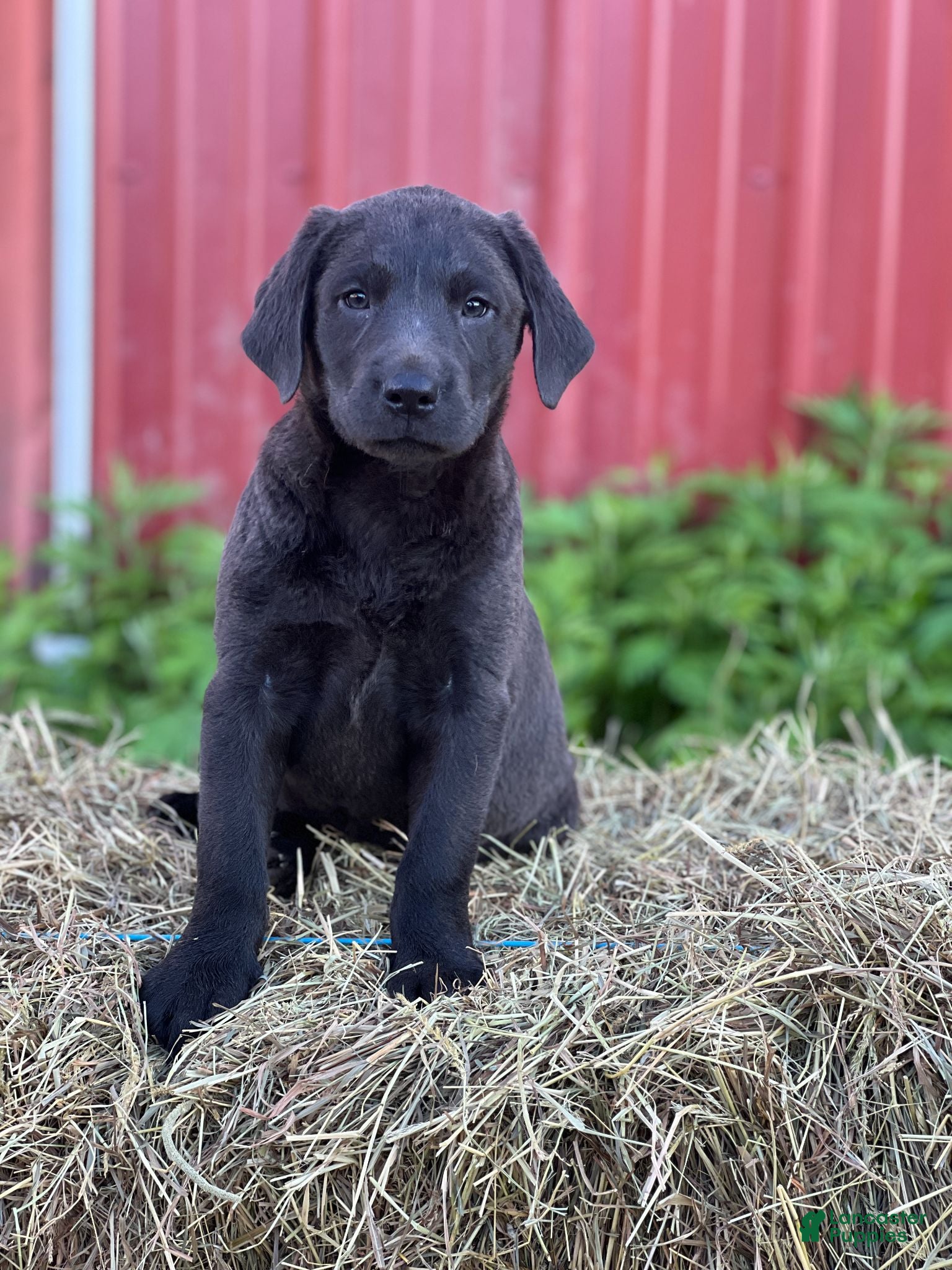 Labrador Retriever dogs Taira - Ad 33
