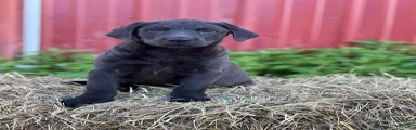 Taira