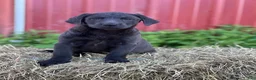 Labrador Retriever dogs for sale: Taira - Ad 1