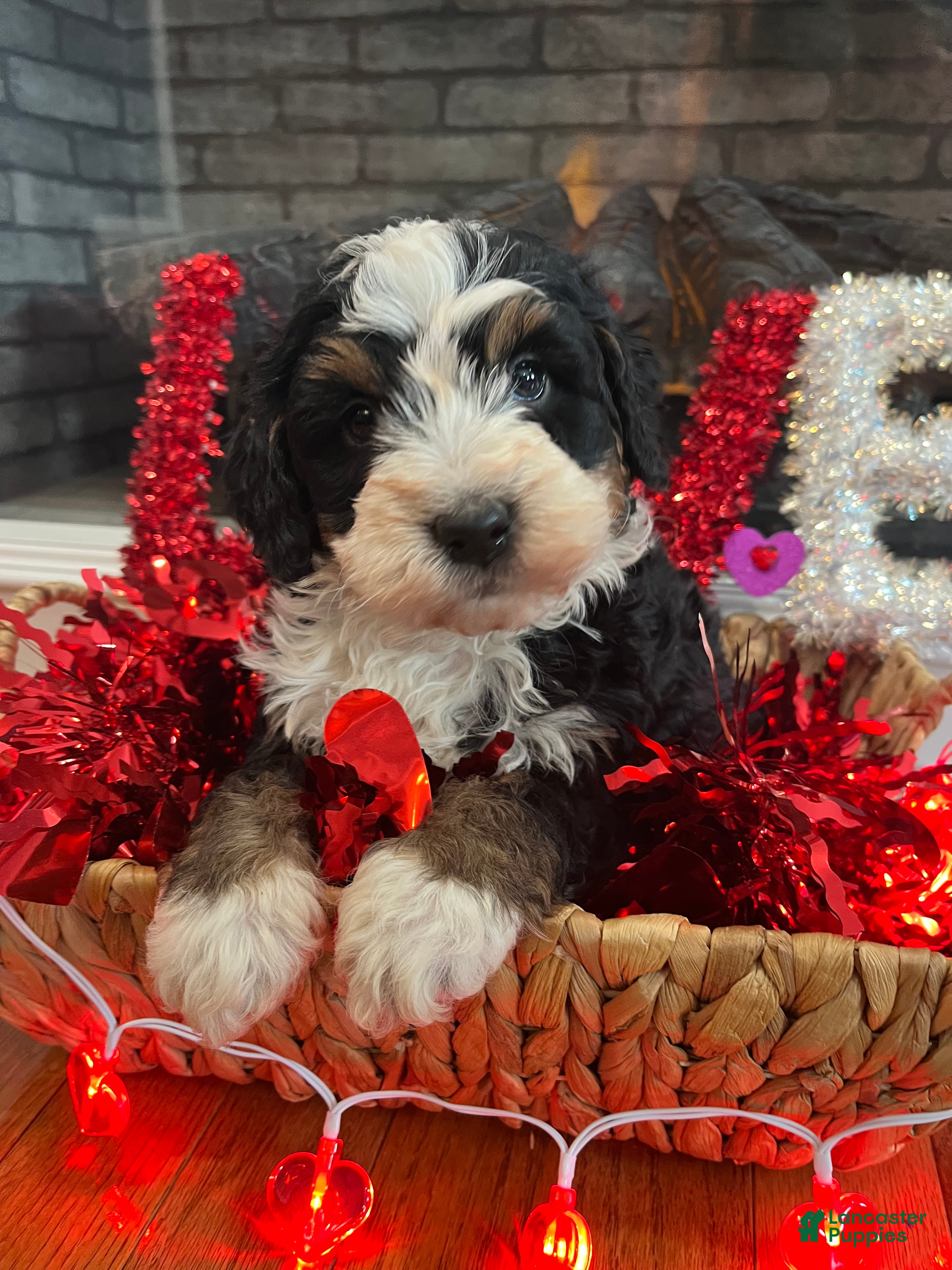 Mini Bernedoodle dogs Cosmo - Ad 33