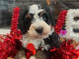 Mini Bernedoodle dogs Cosmo - Ad 33
