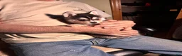 Alaskan Klee Kai dogs for sale: Alaskan Klee Kai Puppy 2 - Ad 9