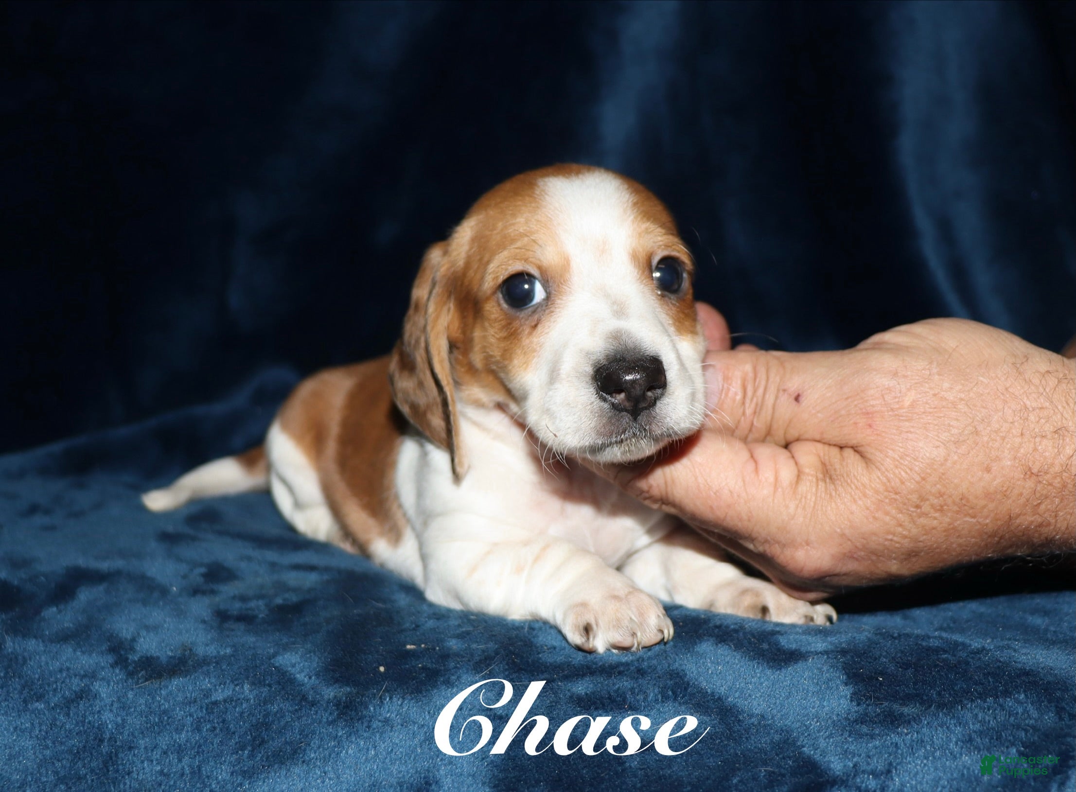 Miniature Dachshund dogs Chase - Ad 9