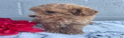 Toy Poodle dogs for sale: Blossom - Ad 3