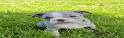 Mixed Breed dogs for sale: Blue Merle Tri-color - Ad 8