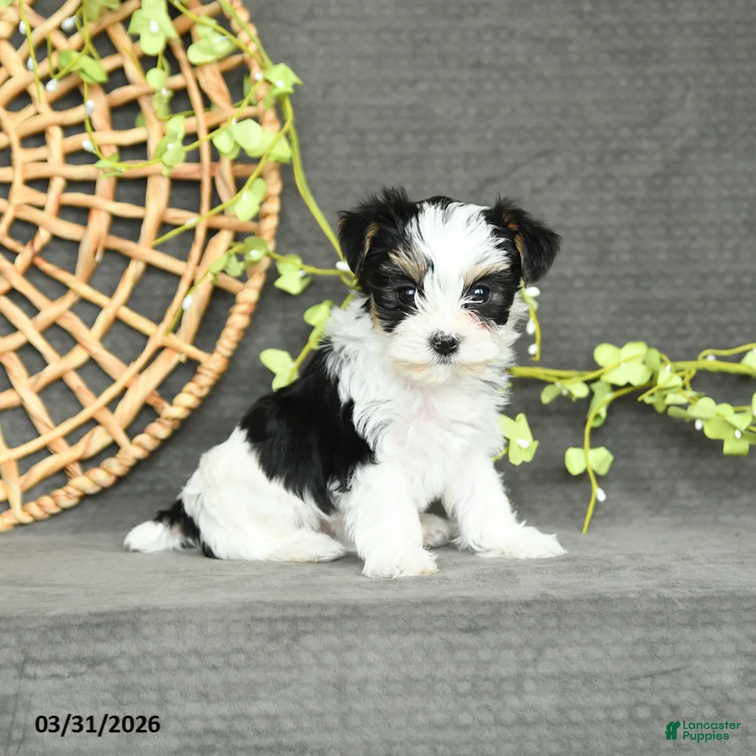 Yorkshire Terrier dogs for sale: Molly - Ad 1