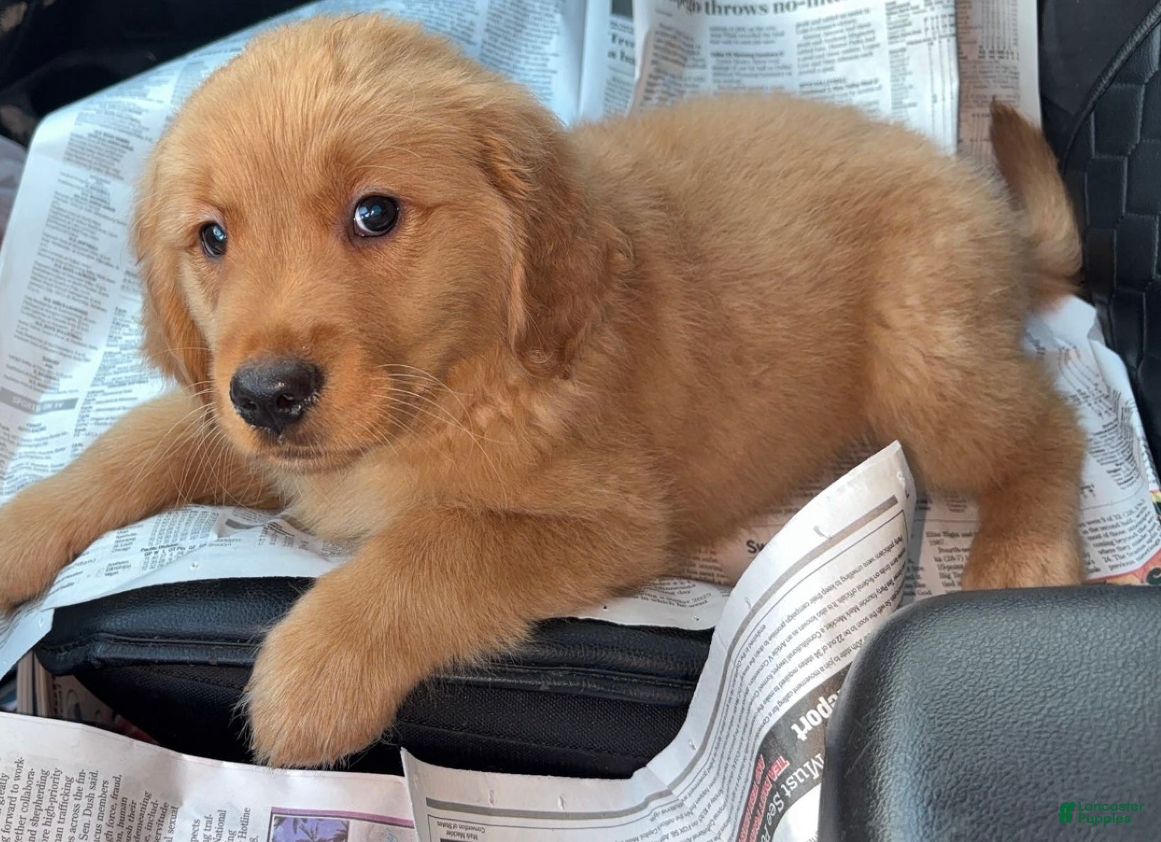 Golden Retriever dogs Golden Retriever Puppy 1 - Ad 2