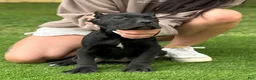 Cane Corso dogs for sale: ZENA - Ad 3