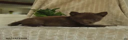 Pomsky dogs for sale: Buddy - Ad 4