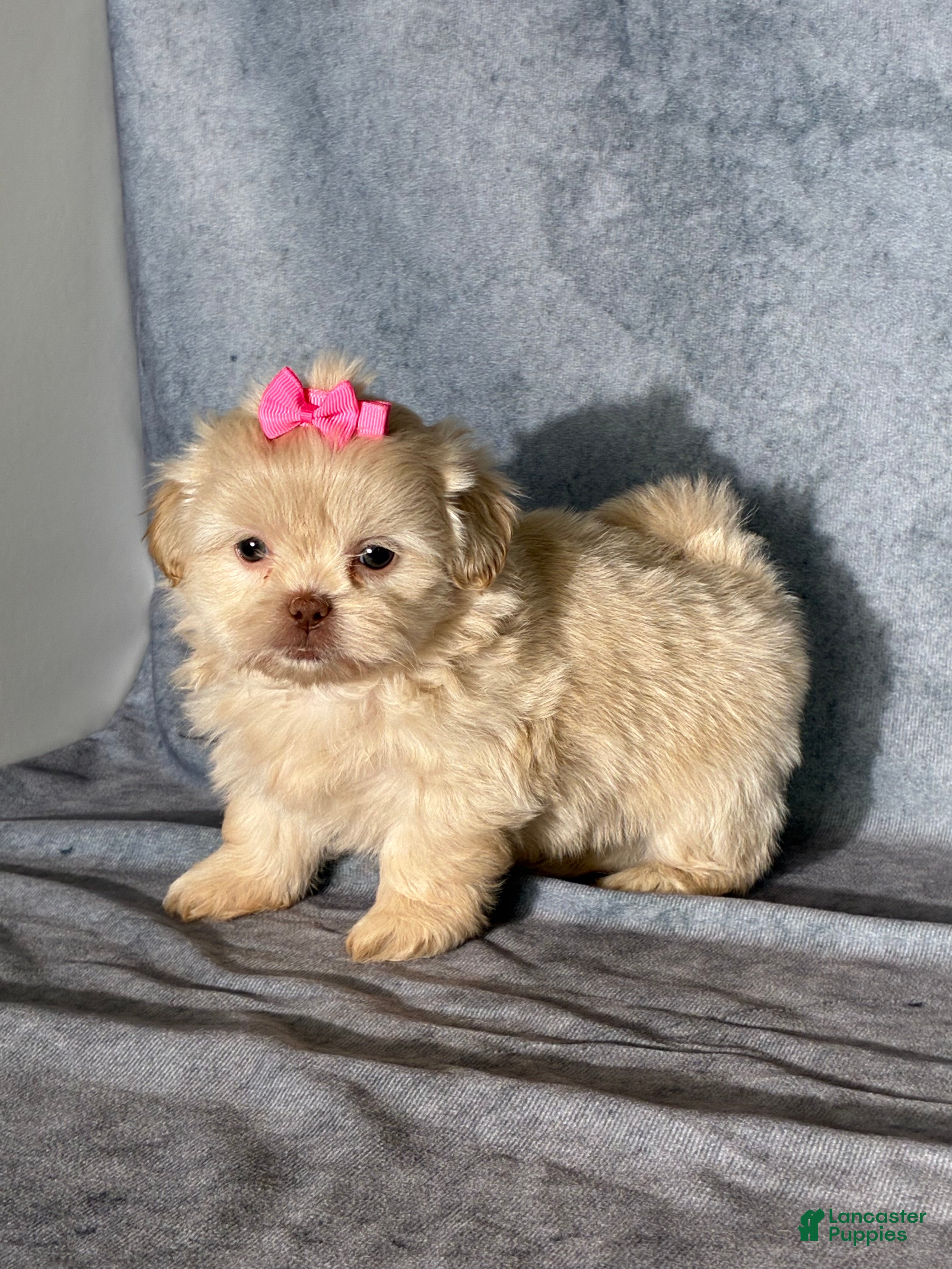 Shih Tzu dogs Natalie - Ad 2