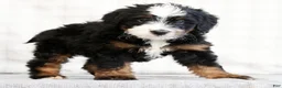 Mini Bernedoodle dogs for sale: Reid - Ad 5