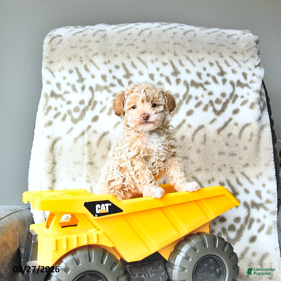 Miniature Poodle dogs Sparky - Ad 1