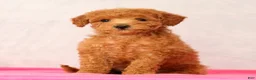 Mini Goldendoodle dogs for sale: Olive - Ad 1