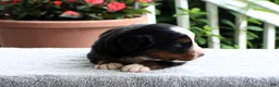 Bernese Mountain Dog dogs for sale: Kenton - Ad 8