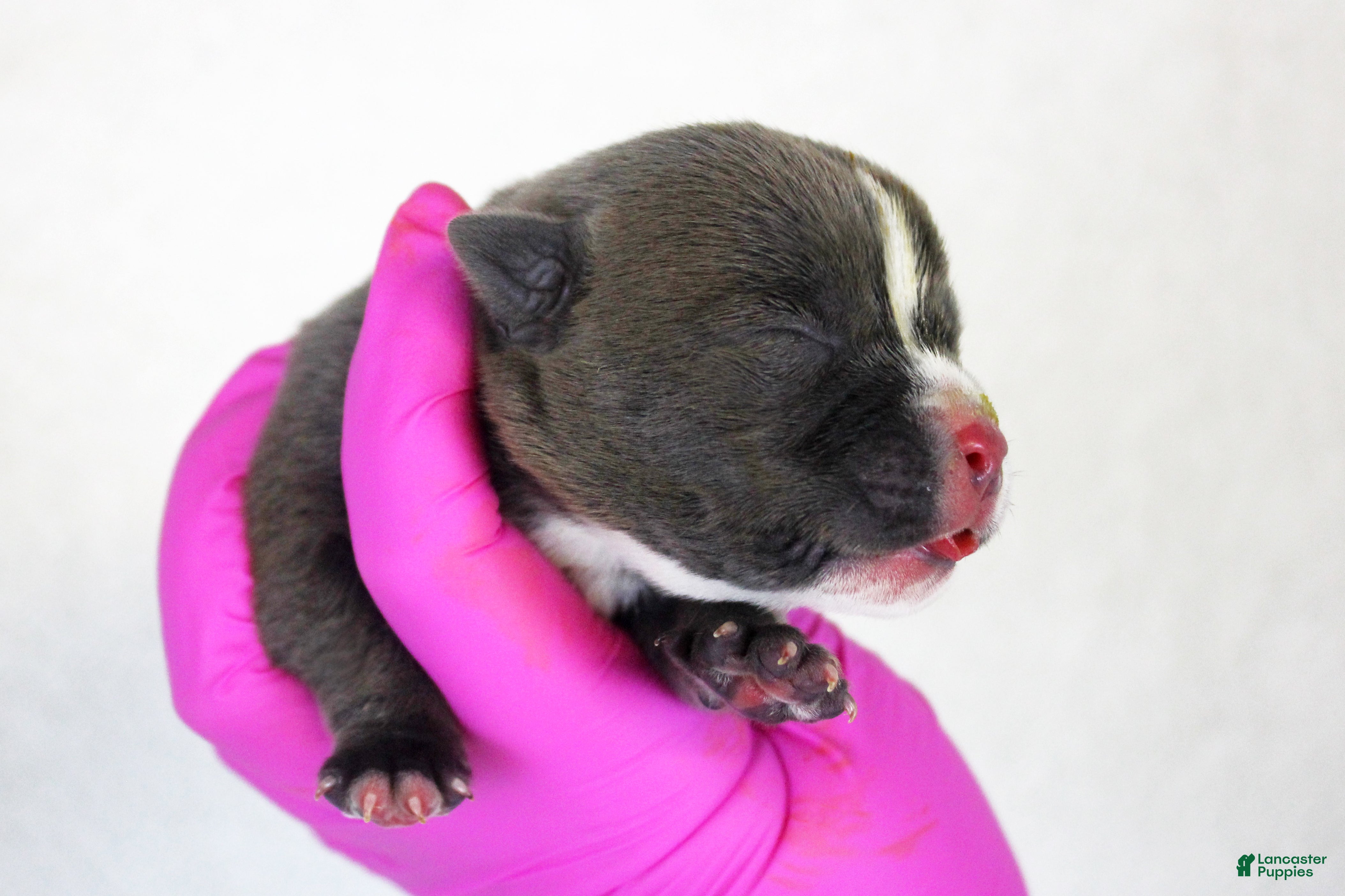 American Bully dogs Blue Male - Ad 2