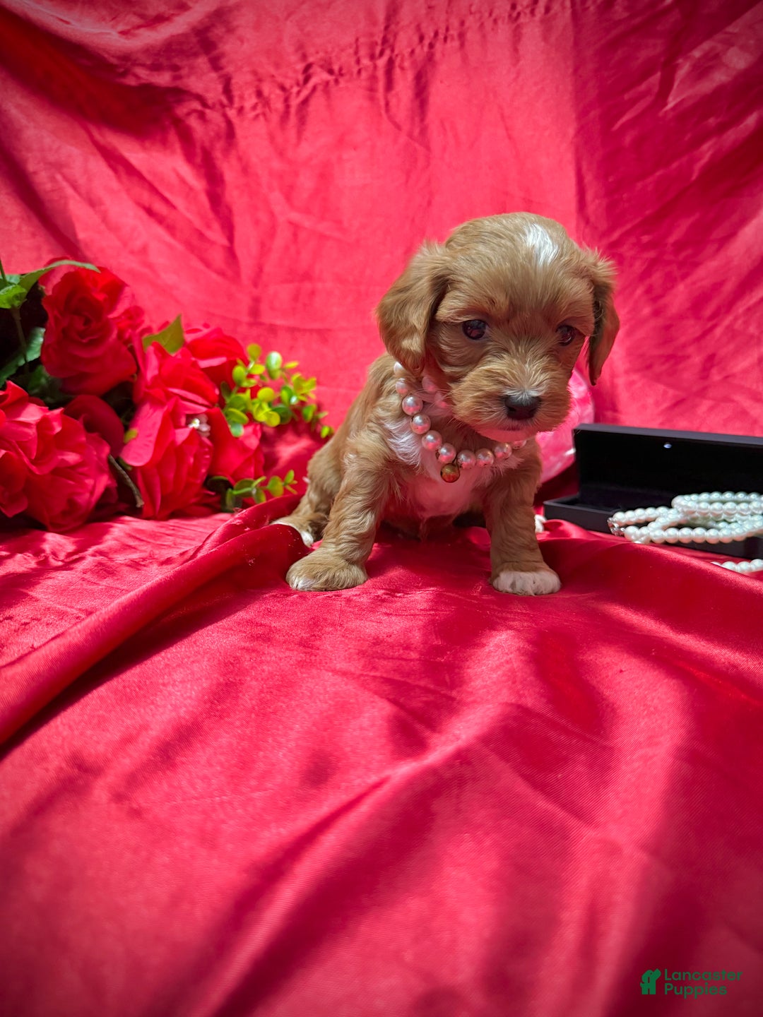 Yorkiepoo dogs for sale: Butterfinger  - Ad 6