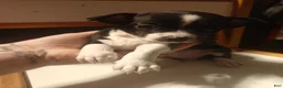 Chihuahua dogs for sale: Chihuahua 2 M - Ad 6