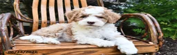 Mini Bernedoodle dogs for sale: Misty - Ad 4