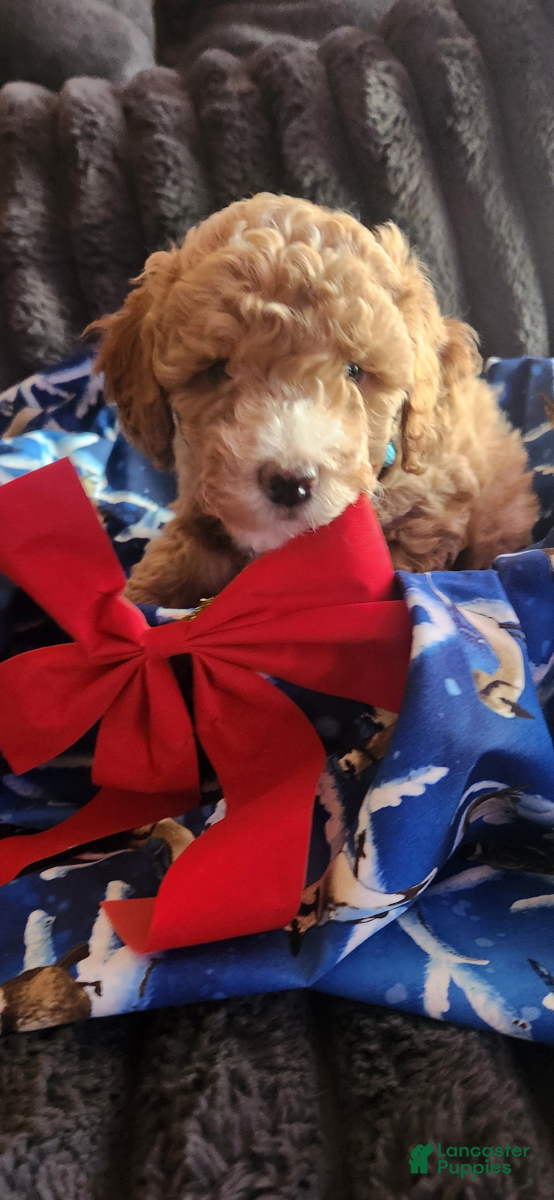 Mini Goldendoodle dogs for sale: Ginger - Ad 2