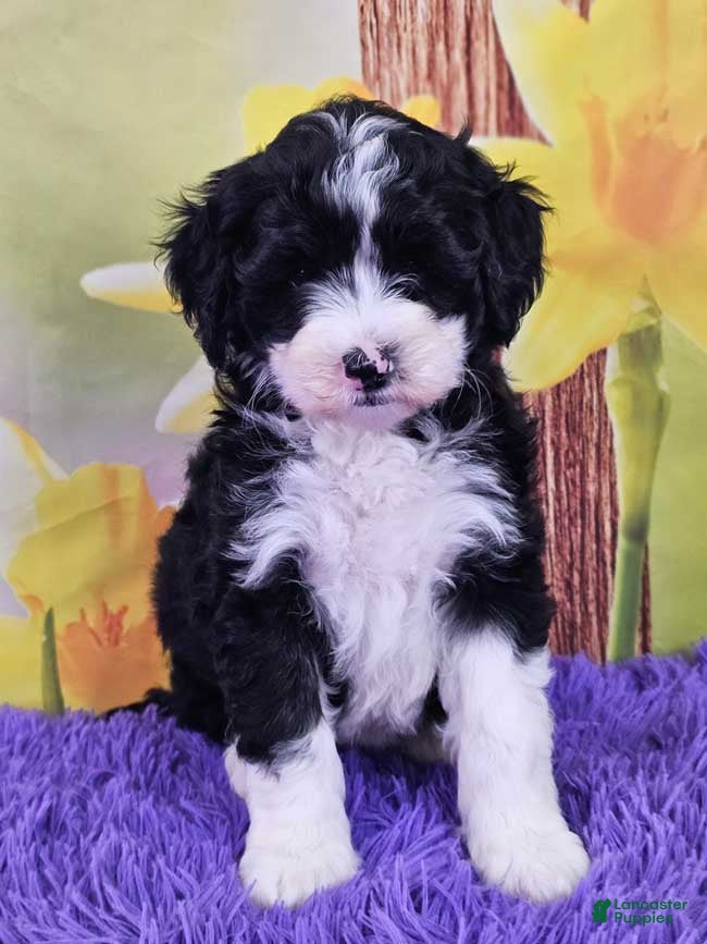 Mini Sheepadoodle dogs Tuxie - Ad 13