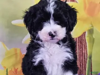 Mini Sheepadoodle dogs Tuxie - Ad 18