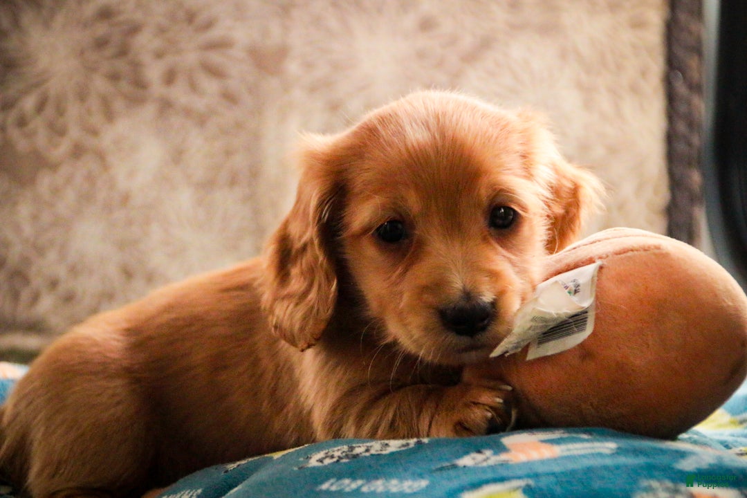 Miniature Dachshund dogs for sale: Snowflake - Ad 3