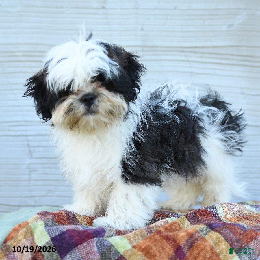 Teddy Bear dogs for sale: Mittens  - Ad 1