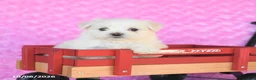 Maltese dogs for sale: Peanut  - Ad 4