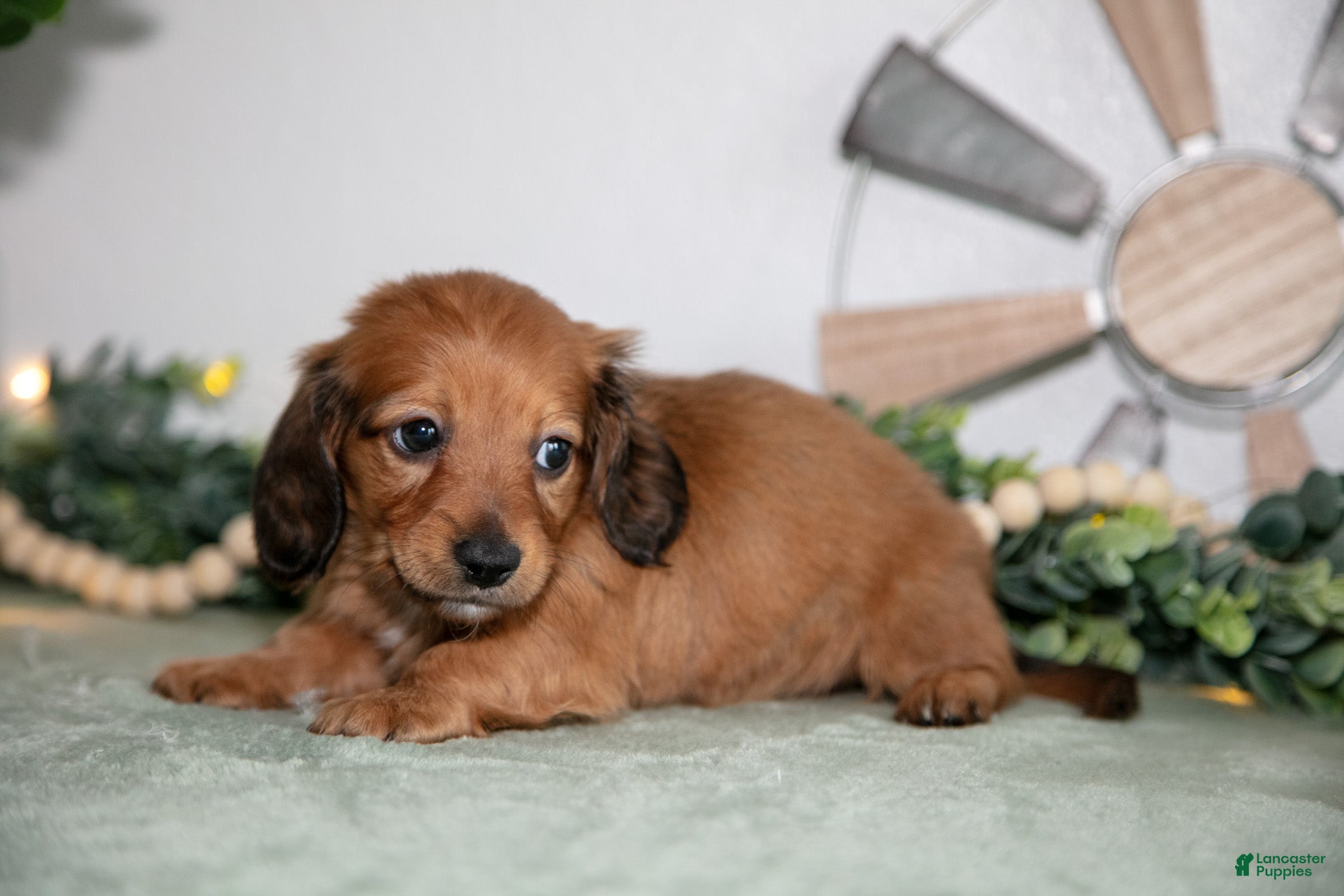 Miniature Dachshund dogs Hayes - Ad 2