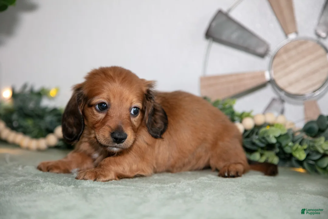 Miniature Dachshund dogs for sale: Hayes - Ad 2