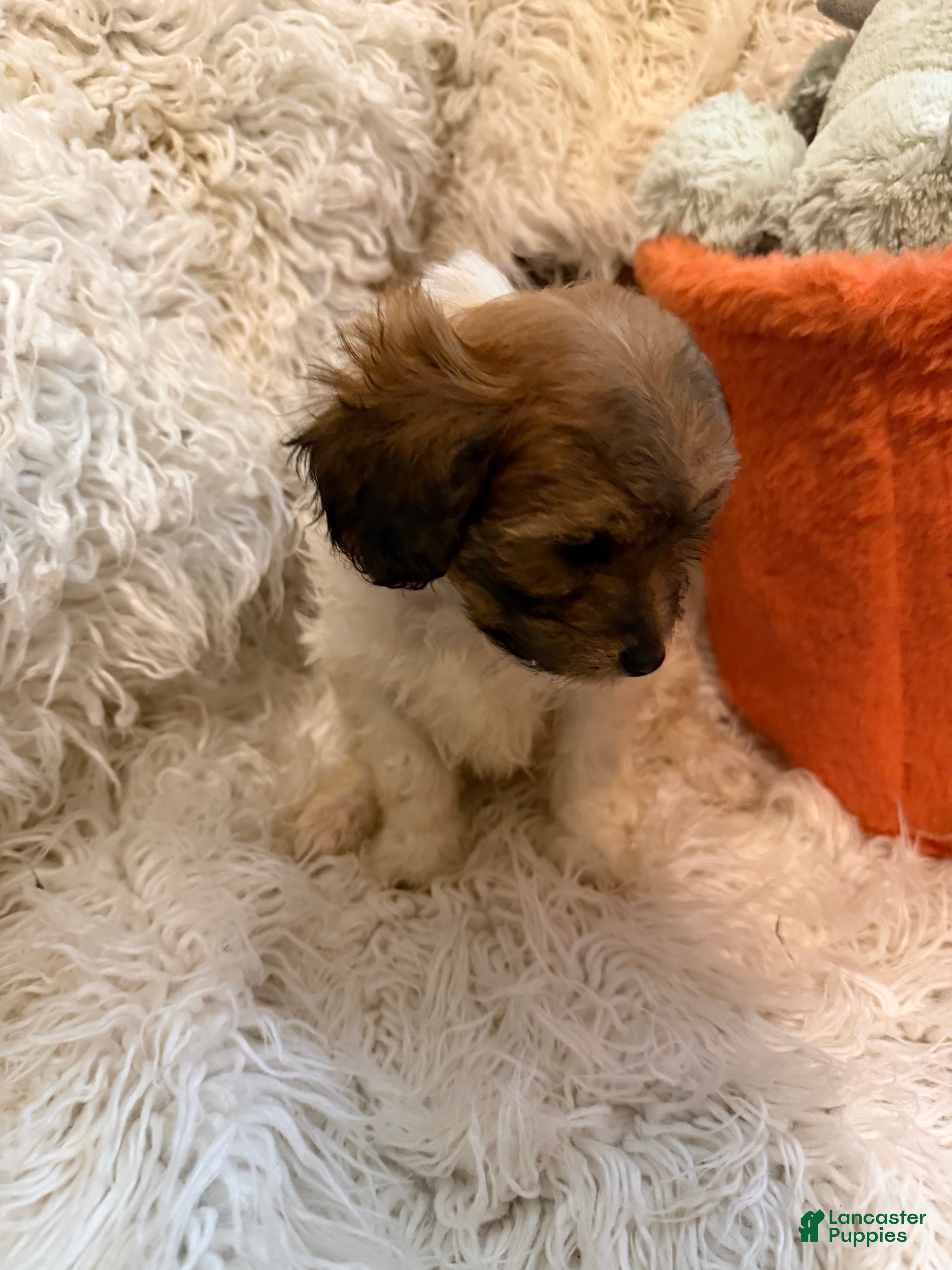 Lhasapoo dogs Lil’ Lylez - Ad 2