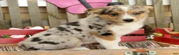Australian Shepherd dogs for sale: Casper - Ad 3